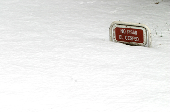 Césped cubierto de nieve