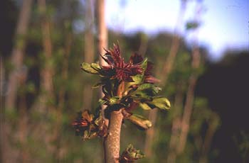 Àrbol del cielo - Renuevos (Ailanthus altissima)