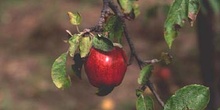 Manzano rojo (Malus x purpurea)