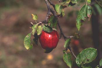 Manzano rojo (Malus x purpurea)