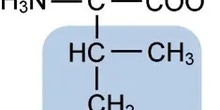 Isoleucina