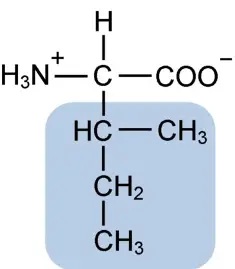 Isoleucina
