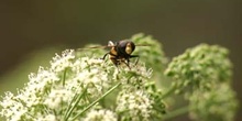 Mosca cernícalo (Volucella inanis)