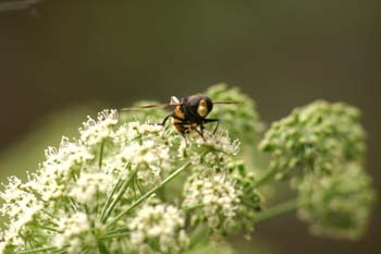 Mosca cernícalo (Volucella inanis)