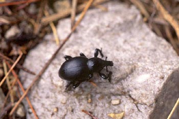 Gorgojo (Liparus sp.)