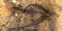 Tritón ibérico (Triturus boscai)