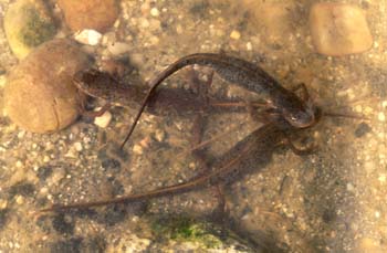 Tritón ibérico (Triturus boscai)