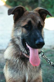Perro pastor alemán