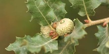 Quejigo - Bellota (Quercus faginea)