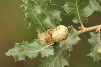 Quejigo - Bellota (Quercus faginea)