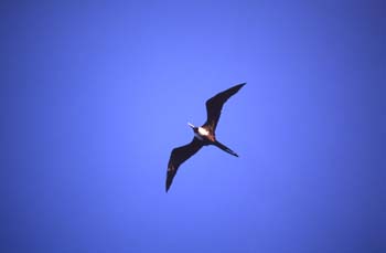 Ave en vuelo en Cayo Caulker, Belice