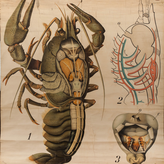 IES_RAMIRODEMAEZTU_BIOLOGIA_056