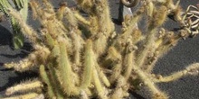 Cleistocactus flavispinus