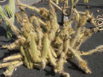 Cleistocactus flavispinus