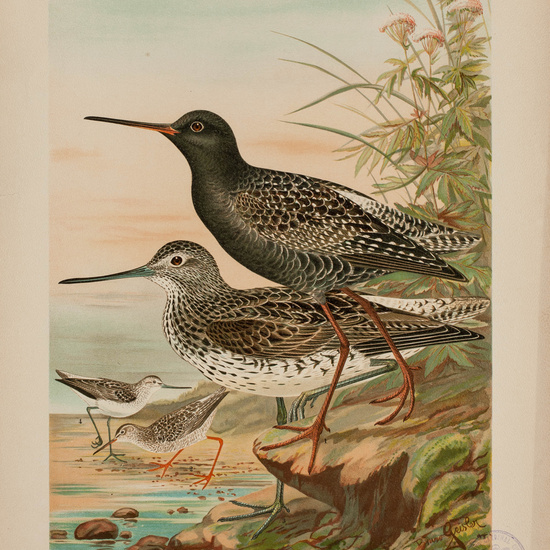 IES_CARDENALCISNEROS_AVES_LAMINAS_026