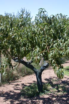 árbol