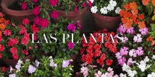 Las plantas