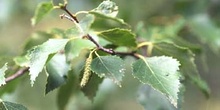 Abedul - Hojas (Betula pubescens)
