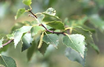 Abedul - Hojas (Betula pubescens)