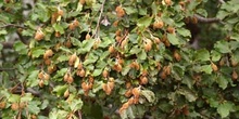 Haya - Fruto (Fagus silvatica)