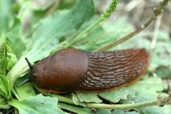 Babosa común - Forma naranja (Arion ater)