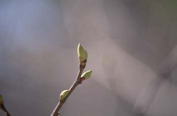 Castaño - Yema (Castanea sativa)