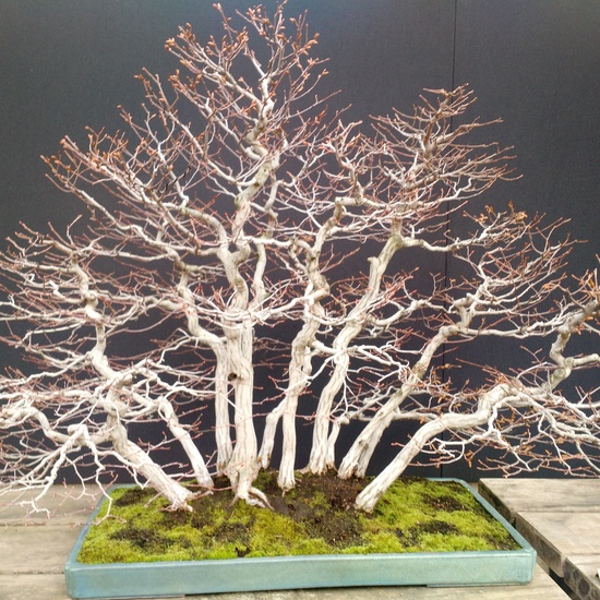 Museo del Bonsai 3