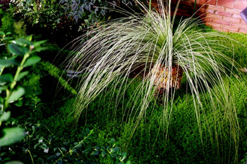 Plantas de invernadero