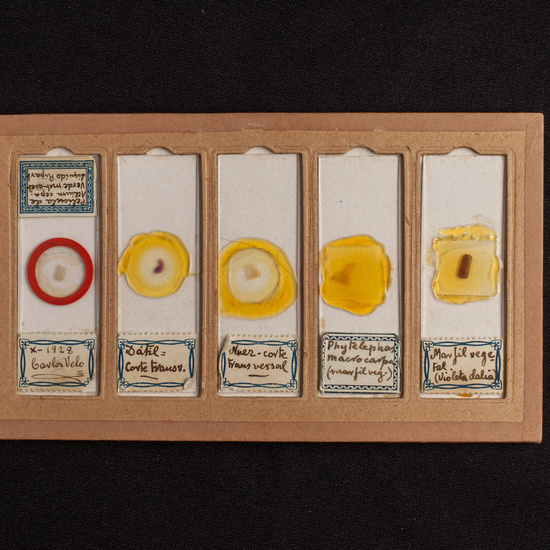 IES_ISABELLACATOLICA_BIOLOGIA_203