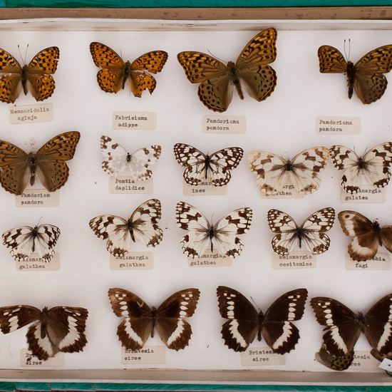 IES_CARDENALCISNEROS_Insectos_004