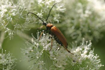 Coleoptero cerambícido (Corymbia rubra)