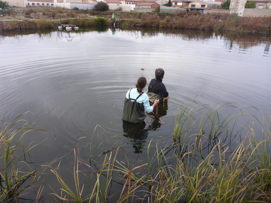 Recogida de una muestra pequeña de peces mediante el suministro de electricidad