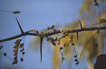 Acacia de tres espinas - Rama (Gleditsia triacanthos)