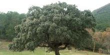 Encina - Porte (Quercus ilex)