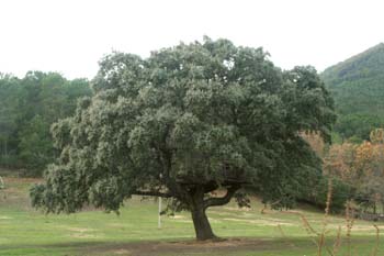 Encina - Porte (Quercus ilex)