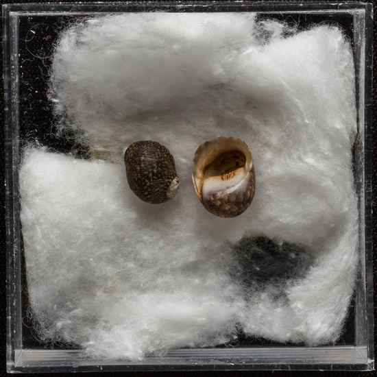 IES_ISABELLACATOLICA_BIOLOGIA_301