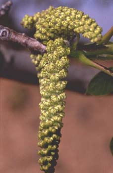 Nogal - Flor masc. (Juglans regia)