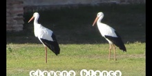 cigüeña blanca ies larra