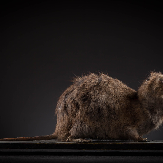 IES_SANISIDRO_MUSEO_Zoolgía_144