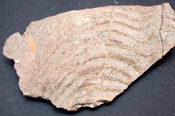 Stomatopora sp. (Esponja-Briozoo) Devónico