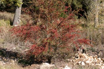 Espino majuelo - Porte (Crataegus monogyna)