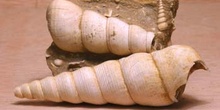 Turritella terebra (Molusco-Gasterópodo) Eoceno