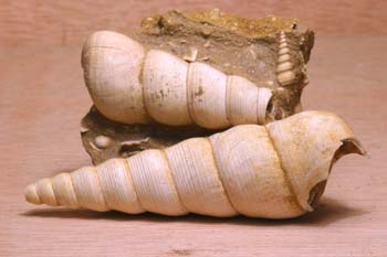 Turritella terebra (Molusco-Gasterópodo) Eoceno