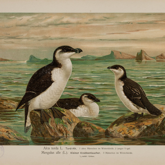 IES_CARDENALCISNEROS_AVES_LAMINAS_136