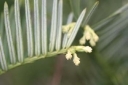 Cefalotejo (Cephalotaxus harringtonia)