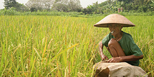 Trabajando en los arrozales, Jogyakarta, Indonesia