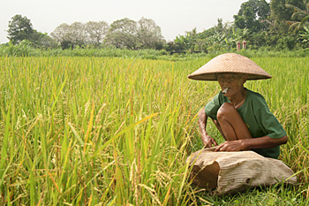 Trabajando en los arrozales, Jogyakarta, Indonesia