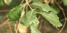 Quejigo - Hoja (Quercus faginea)