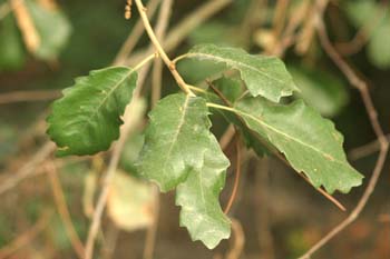 Quejigo - Hoja (Quercus faginea)