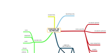 Mapa Mental Función de nutrición